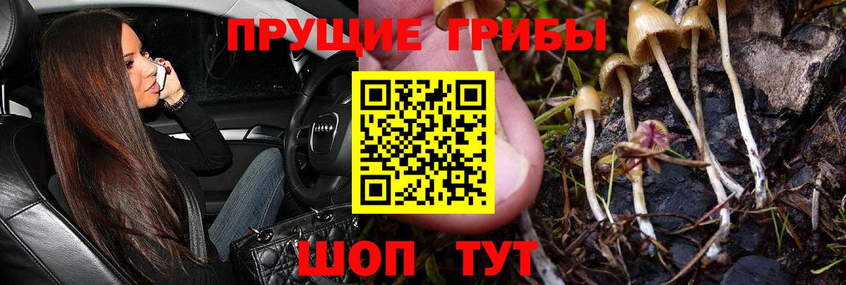 Псилоцибиновые грибы Psilocybe Качканар