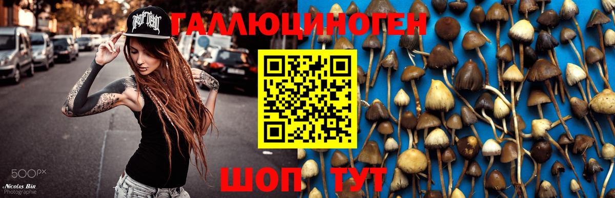 Галлюциногенные грибы Psilocybe  Галлюциногенные грибы мухоморы  Качканар  Вход с VPN 